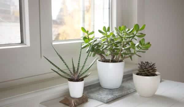 Succulent oasis in glass planters.