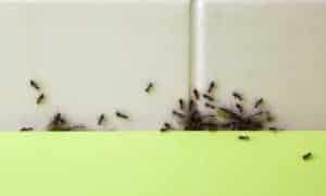 How To Get Rid Of Black Ants In Kitchen