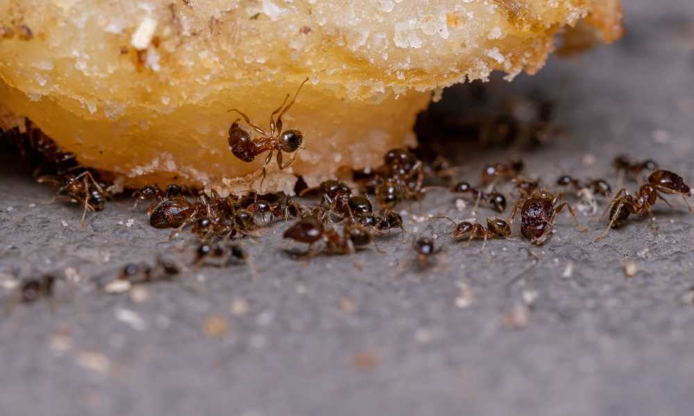 How To Get Rid Of Small Black Ants In Kitchen
