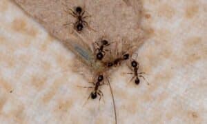 How To Get Rid Of Tiny Black Ants In Kitchen